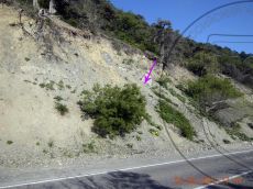 Celtis-planchoniana_стация